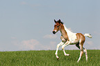 Pinto-Pleasure foal