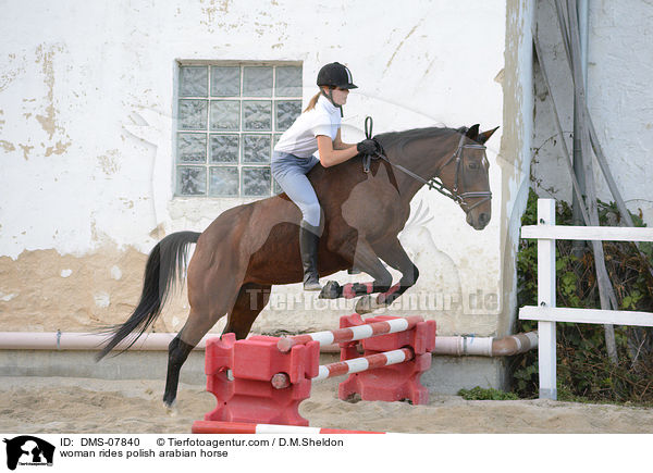 Frau springt mit Polnischem Araber / woman rides polish arabian horse / DMS-07840