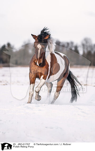 Polish Riding Pony / JRO-01767