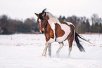 Polish Riding Pony