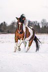 Polish Riding Pony