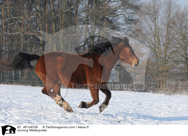 running Wielkopolski / AP-04538