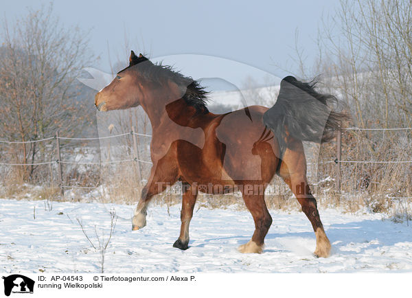 running Wielkopolski / AP-04543