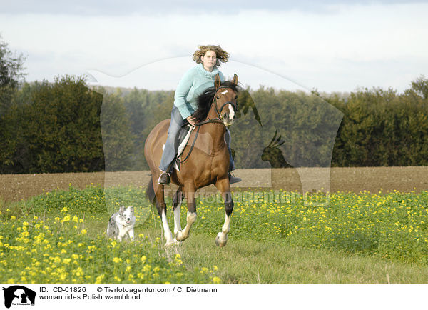 woman rides Polish warmblood / CD-01826