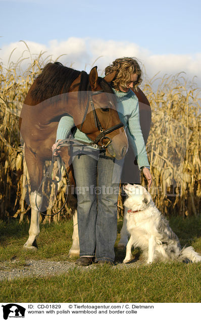 woman with polish warmblood and border collie / CD-01829