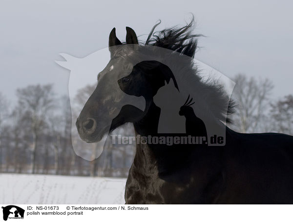 Polnisches Warmblut Portrait / polish warmblood portrait / NS-01673