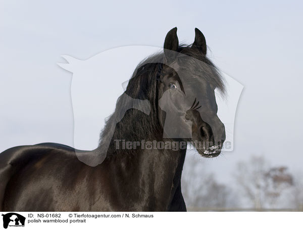 Polnisches Warmblut Portrait / polish warmblood portrait / NS-01682