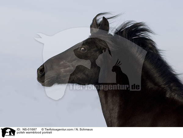 polish warmblood portrait / NS-01687