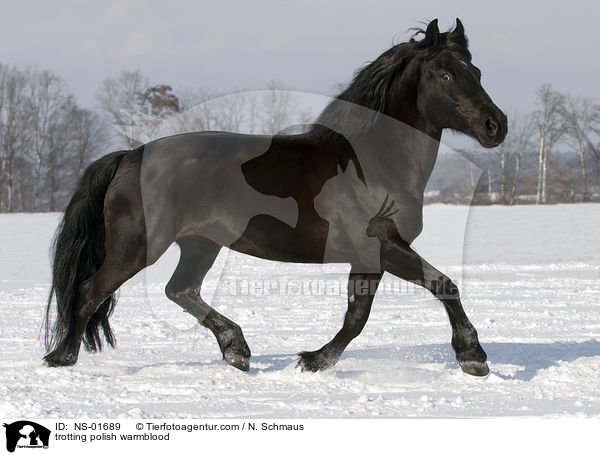 trotting polish warmblood / NS-01689