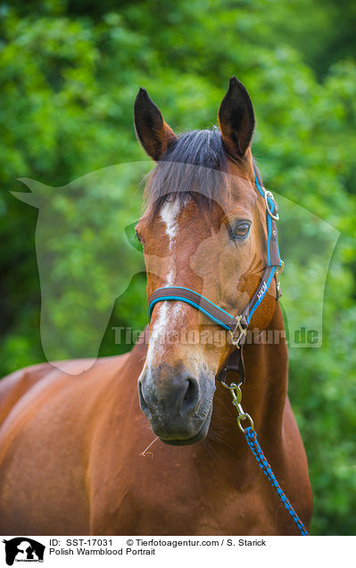 Polnisches Warmblut Portrait / Polish Warmblood Portrait / SST-17031