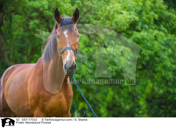 Polish Warmblood Portrait / SST-17032
