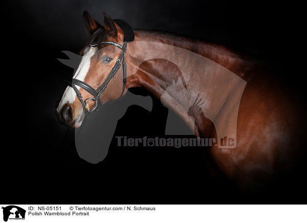 Polish Warmblood Portrait / NS-05151