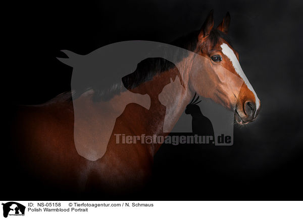 Polnisches Warmblut Portrait / Polish Warmblood Portrait / NS-05158