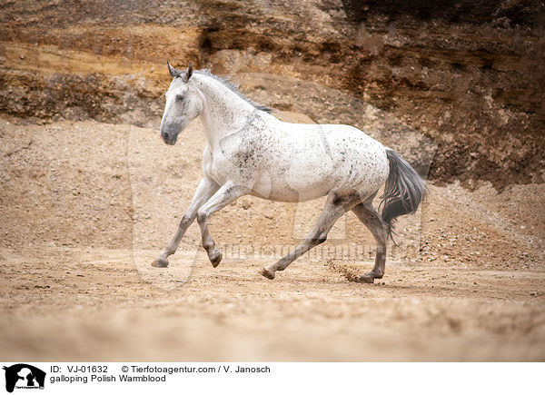 galloping Polish Warmblood / VJ-01632