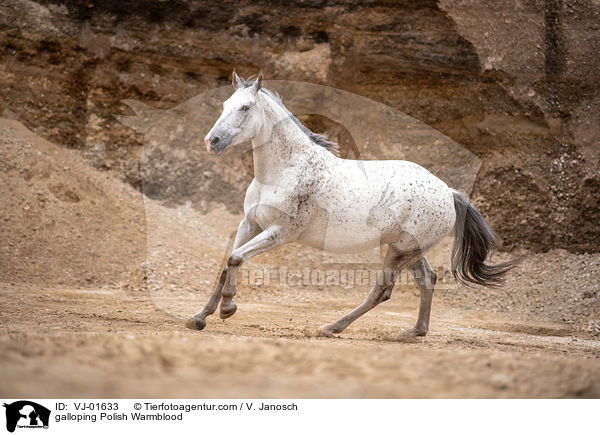 galloping Polish Warmblood / VJ-01633