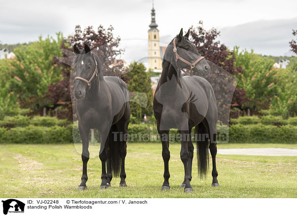 stehende Polnisches Warmblter / standing Polish Warmbloods / VJ-02248