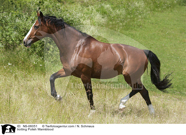 trabendes Polnisches Warmblut / trotting Polish Warmblood / NS-06051