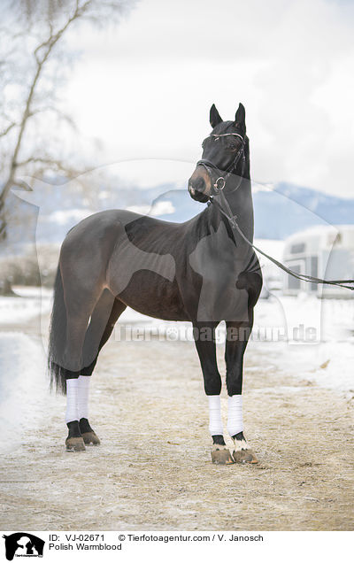 Polish Warmblood / VJ-02671