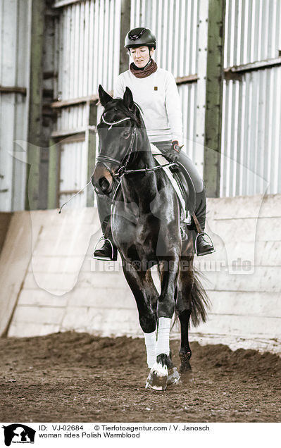 Frau reitet Polnisches Warmblut / woman rides Polish Warmblood / VJ-02684