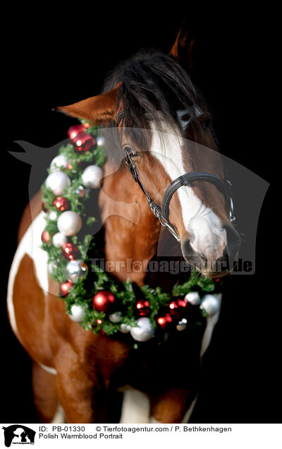Polnisches Warmblut Portrait / Polish Warmblood Portrait / PB-01330