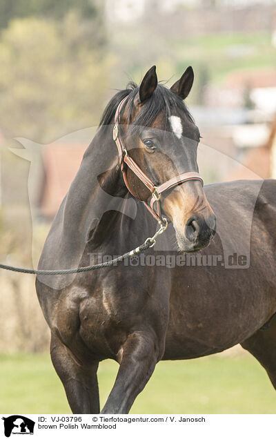 braunes Polnisches Warmblut / brown Polish Warmblood / VJ-03796