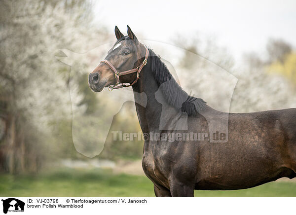 braunes Polnisches Warmblut / brown Polish Warmblood / VJ-03798