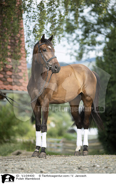 Polnisches Warmblut / Polish Warmblood / VJ-04400