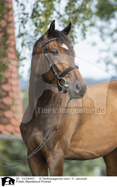 Polnisches Warmblut Portrait / Polish Warmblood Portrait / VJ-04401