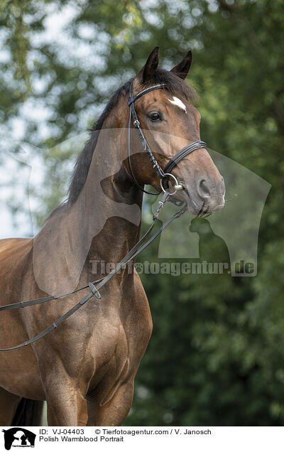 Polish Warmblood Portrait / VJ-04403