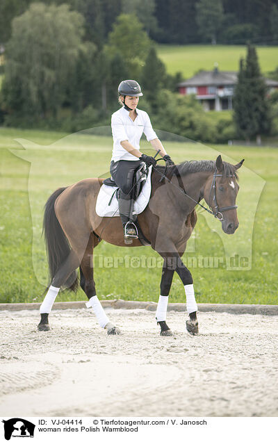 Frau reitet Polnisches Warmblut / woman rides Polish Warmblood / VJ-04414