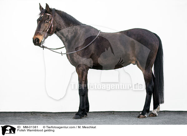 Polish Warmblood gelding / MM-01381