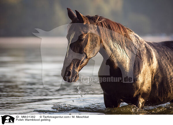 Polnisches Warmblut Wallach / Polish Warmblood gelding / MM-01382