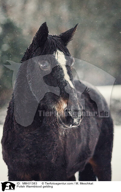 Polnisches Warmblut Wallach / Polish Warmblood gelding / MM-01383