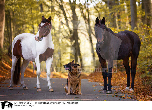 horses and dogs / MM-01882