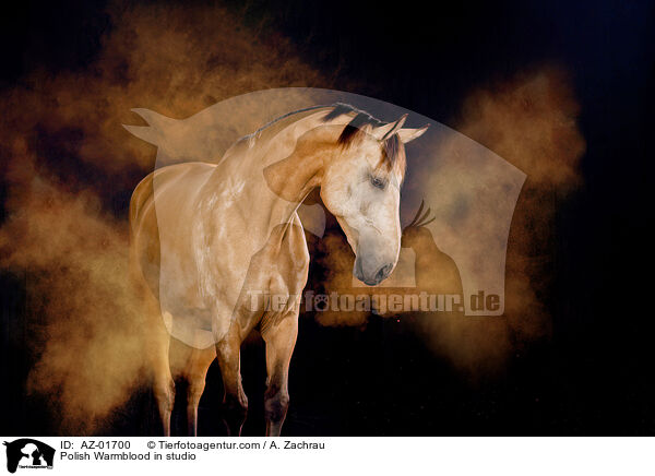 Polish Warmblood in studio / AZ-01700