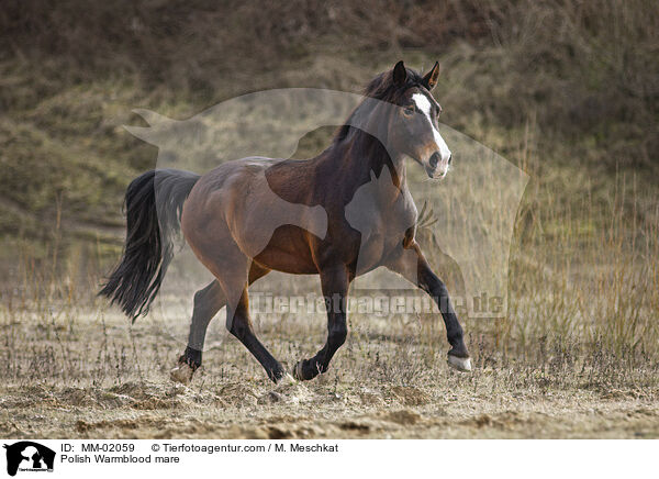 Polnisches Warmblut Stute / Polish Warmblood mare / MM-02059