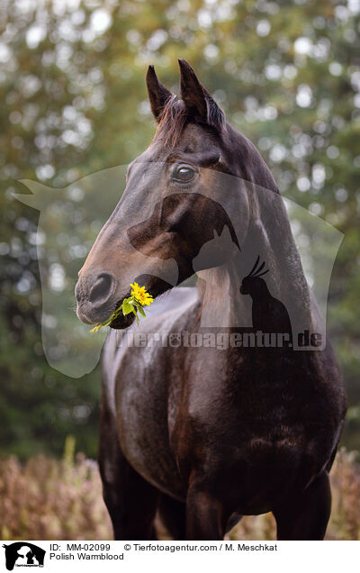 Polnisches Warmblut / Polish Warmblood / MM-02099