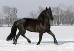 trotting polish warmblood