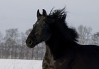 polish warmblood portrait