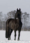 polish warmblood