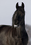 polish warmblood portrait