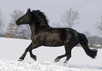 galloping polish warmblood