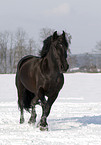 trotting polish warmblood