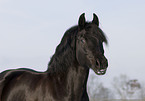 polish warmblood portrait