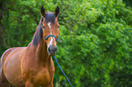 Polish Warmblood Portrait