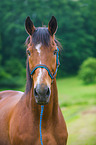 Polish Warmblood Portrait