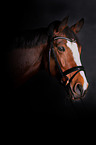 Polish Warmblood Portrait