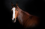 Polish Warmblood Portrait