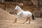 galloping Polish Warmblood