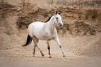 trotting Polish Warmblood